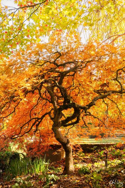 Japanese Maple Tree at Filoli Gardens, Woodside, California, photo