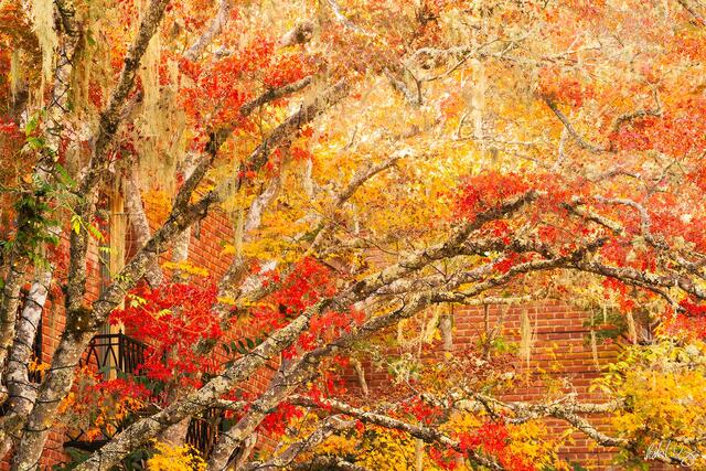 Fall Colors at Filoli Mansion, Woodside, California, photo