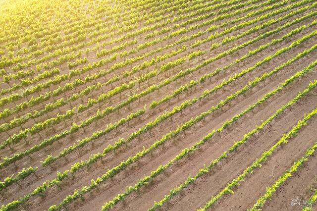 Pinot Noir Aerial Vineyard at Sunset, Carneros Region, California, photo