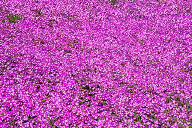 Magic Carpet Ice Plant Flowers, Pacific Grove, California, photo