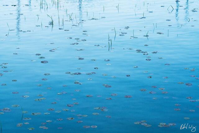 Lily Pads in Otsego Lake, Cooperstown, New York, photo
