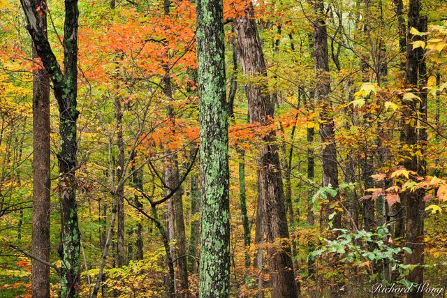 Maple Trees in Fall at the Bernheim Forest, Clermont, Kentucky