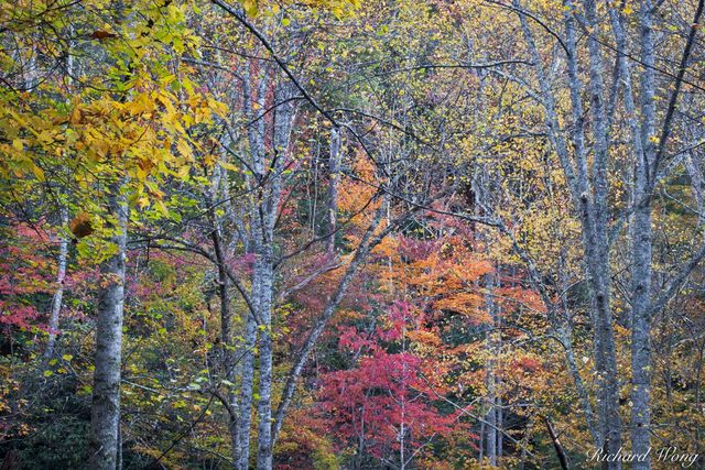 Fall Colors in the Red River Gorge Geological Area, Daniel Boone National Forest, Kentucky