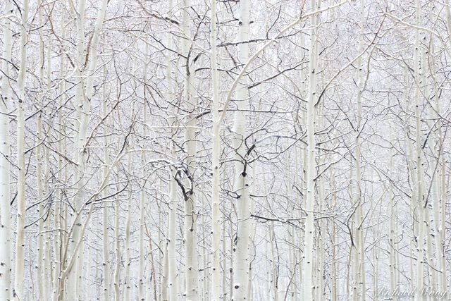 Aspen Trees in Snowstorm near Maroon Bells, White River National Forest, Colorado