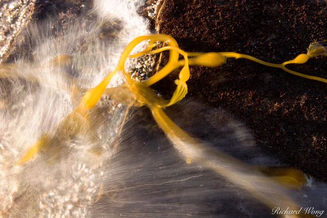 Giant Kelp Splashed by Incoming Tide, Cabrillo National Monument, California, photo