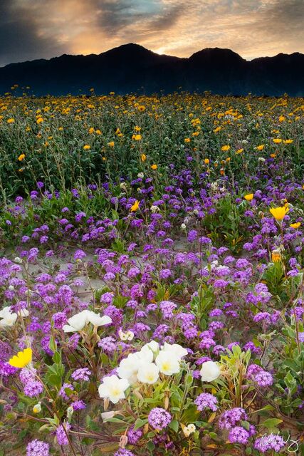 Spring Wildflowers at Sunset, Anza Borrego Desert State Park, California