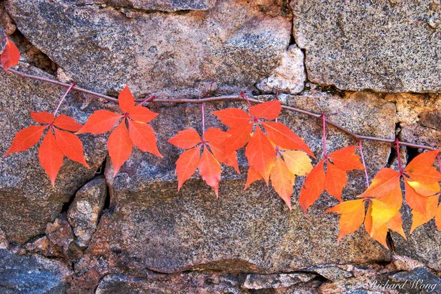 Red Autumn Leaves Against Brick Wall, Empire Mine State Historic Park, Grass Valley, California