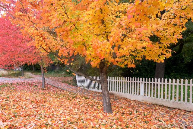 Maple Trees in Fall print