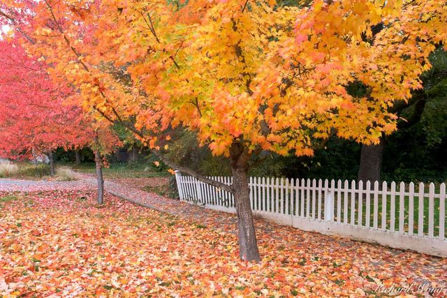 Maple Trees in Fall, Nevada City, California