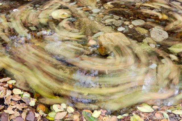 Fallen Leaves in Creek, Angeles National Forest, California, photo