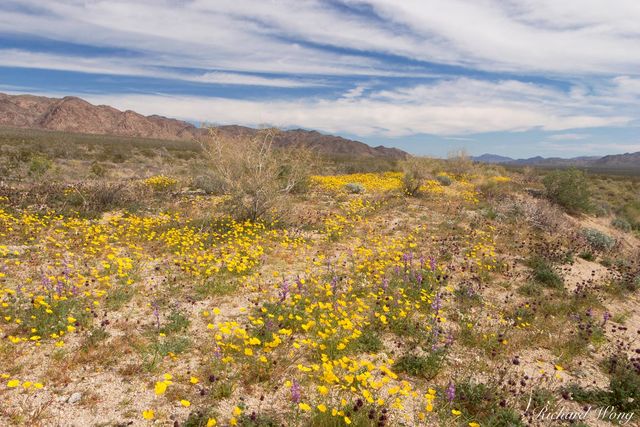 Cottonwood Spring print
