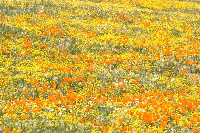 Goldfields and Golden Poppies, Antelope Valley Poppy Reserve, California