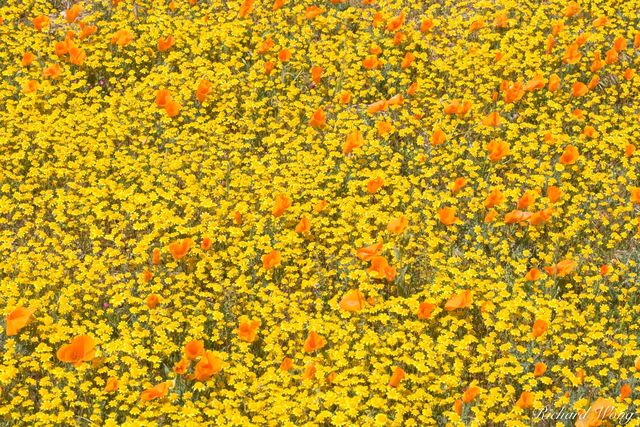 Goldfields and Golden Poppies, Antelope Valley Poppy Reserve, California, photo