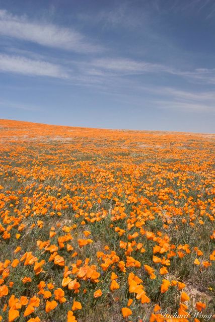 Heavily Wind-Blown Golden Poppies, Antelope Valley Poppy Reserve, California