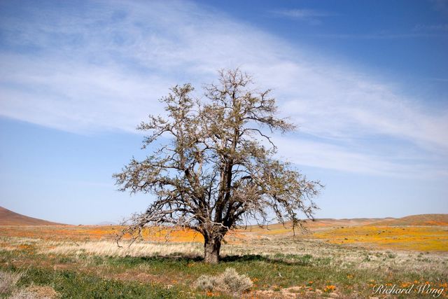 Tree in the Antelope Valley Poppy Reserve, California