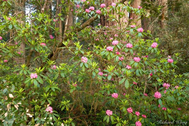 Lady Bird Johnson Grove print