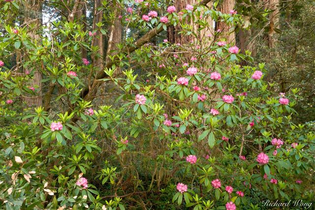 Rhododendron Blooms, Coast Redwood Trees (Sequoia sempervirens), Lady Bird Johnson Grove, Redwood National Park, California, photo