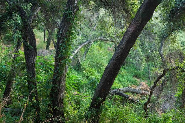 Oak Tree Forest, Big Dalton Canyon Wilderness Park, California