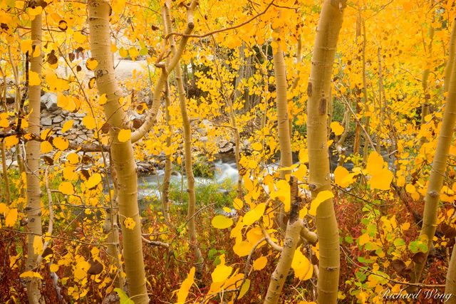 Yellow Aspen Fall Foliage Along Bishop Creek, Inyo National Forest, California