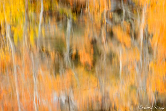 north lake fall color water reflection abstract, eastern sierra, california, photo