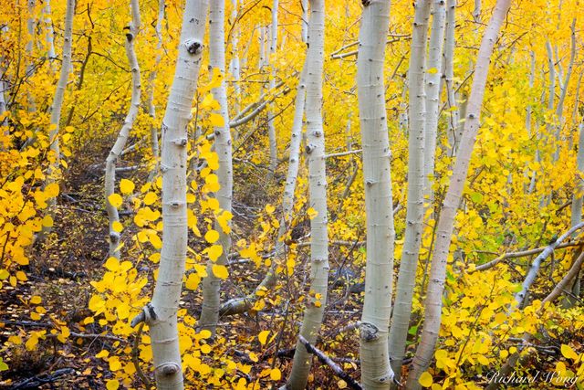 Aspen Trees Fall Foliage, South Fork Bishop Creek, Eastern Sierra, California