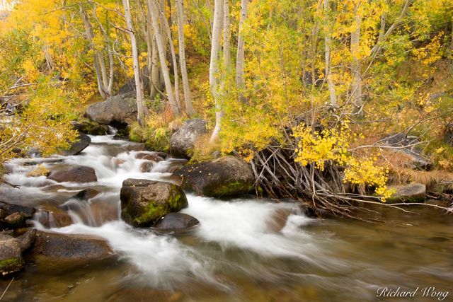 South Fork Bishop Creek and Aspen Trees in Fall, Inyo National Forest, California