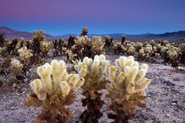 Cholla Cactus Garden, Joshua Tree National Park, California