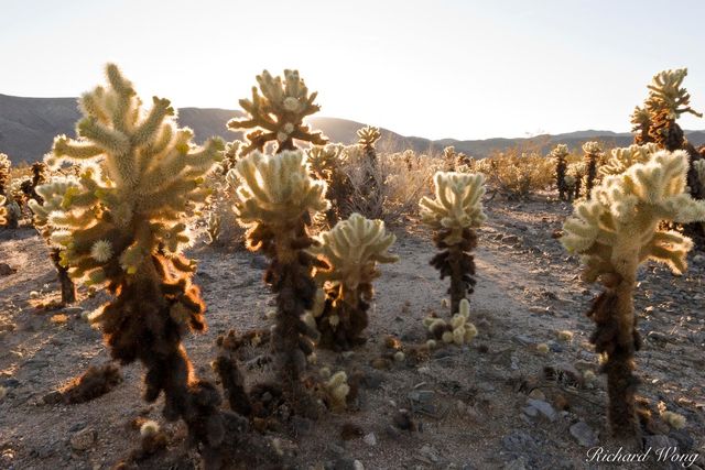 Backlit Jumping Cholla Cactus, Joshua Tree National Park, California