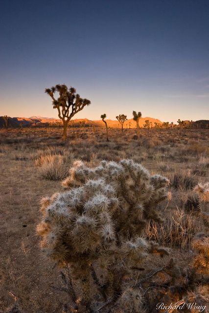 Desert Sunrise print