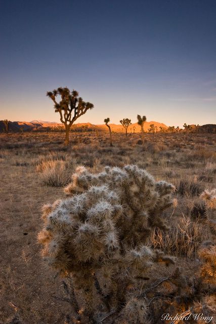 Joshua Tree National Park Sunrise, California