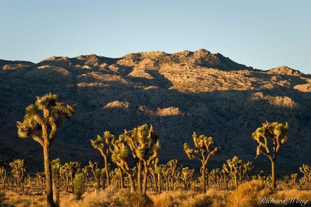 Joshua Trees Against Shadowed Mountain, Joshua Tree National Park, California