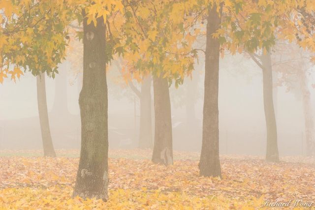 Liquid Amber Fall Colors in Fog at Gladstone Park, Glendora, California