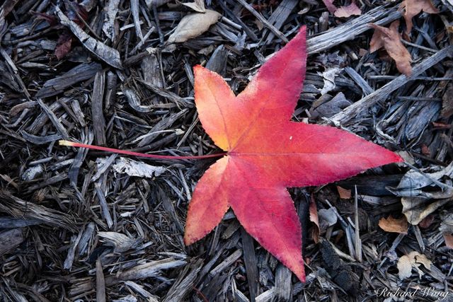 Fallen Red Leaf of Liquid Amber, Glendora, California