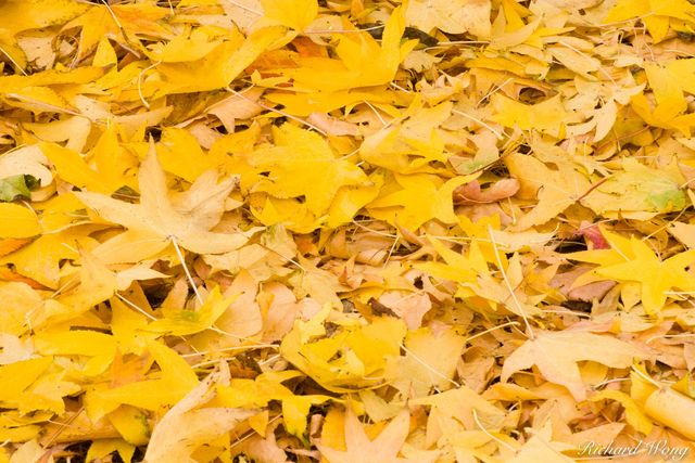 Fallen Liquid Amber Autumn Leaves, Glendora, California, photo