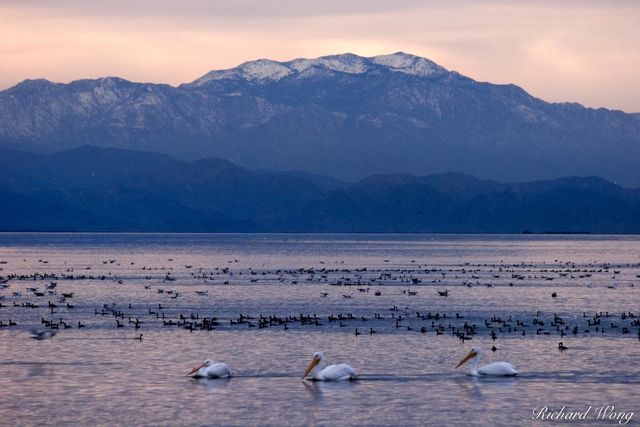 American White Pelicans and Other Migratory Birds in Salton Sea with Mount San Jacinto in the Background, Riverside County, California