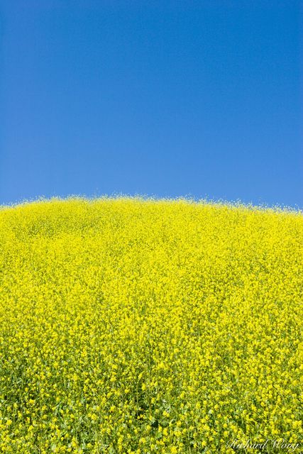 Hills of Gold print