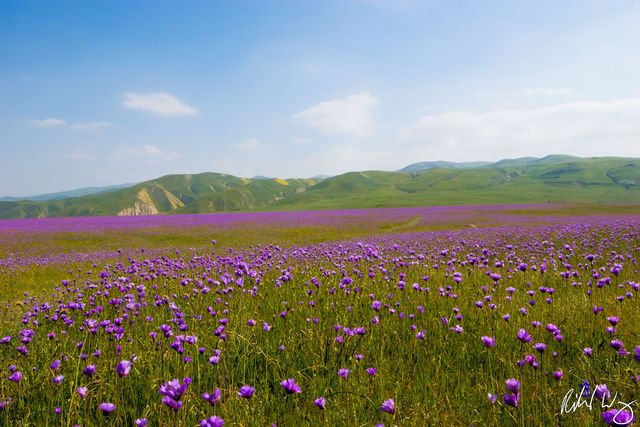 Blue Dicks Spring Wildflowers at The Wind Wolves Preserve, Kern County, California, photo