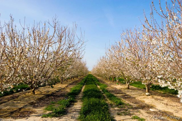 Agriculture Tree Blossoms print