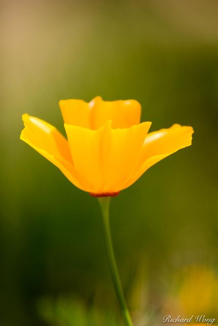 Golden Poppy print