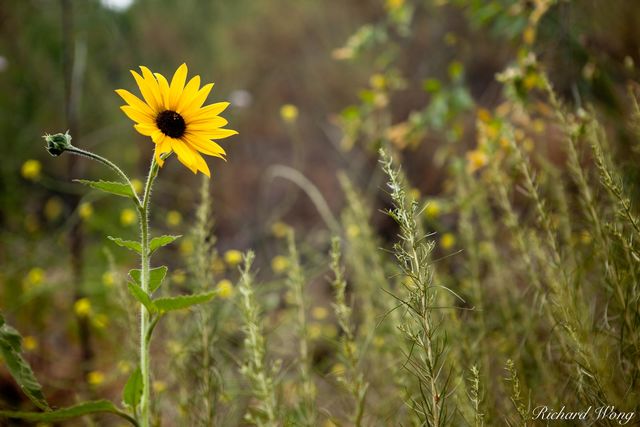 Wild Sunflower print