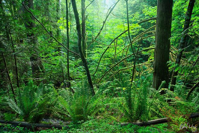 Lush Forest