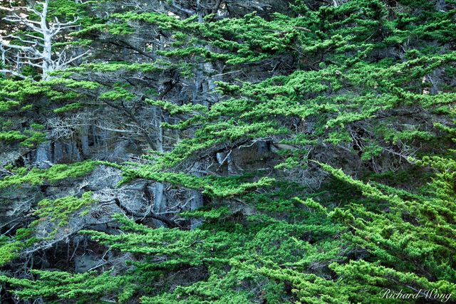 Allan Memorial Grove - Monterey Cypress Trees, Point Lobos, California, photo