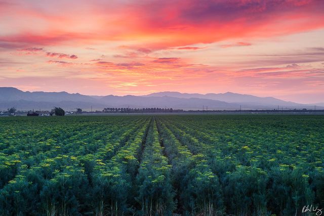 Bloom Dill Field print