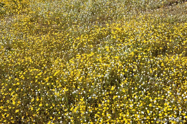 Lake Elsinore Wildflowers print