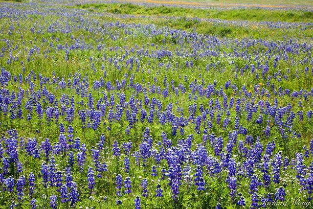 Lupine Spring Wildflowers near Arvin, Kern County, California