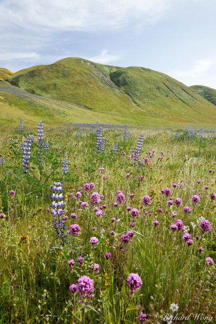 Owl's Clover & Lupine print