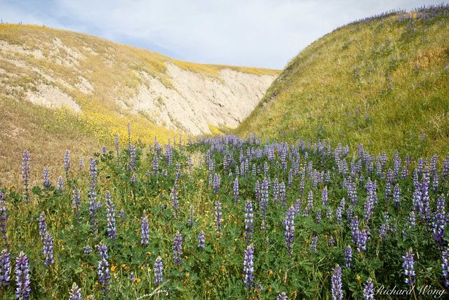 Lupine, Wind Wolves Preserve, California