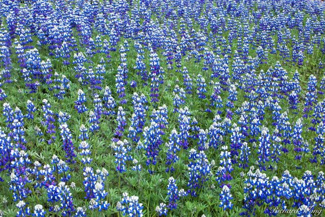 Field of Lupine print