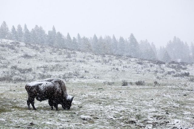 Bison Grazing in Spring Snow Storm Near Canyon Junction, Yellowstone National Park, Wyoming