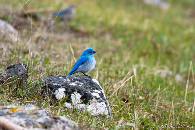 Mountain Bluebird print